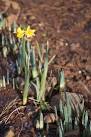SW4530 : The first daffodil of the decade. near to Tremethick Cross, - via Daymix