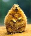 Punxsutawney Phil Sees Shadow; 6 More Weeks of Winter ...