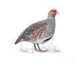 The RSPB: Grey partridge