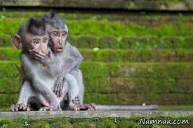 Image result for u202bعکس های جالبu202c