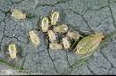 The Daylily Dictionary: Aphids