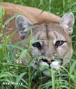 Mountain Lions in North Dakota