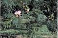 PLANTS Profile for Albizia julibrissin (silktree) | USDA PLANTS