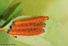 Butterflies of Singapore: Butterfly of the Month - December 2010