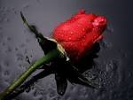 Rose Backgrounds HD | HD Wallpapers Best
