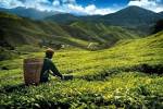 http://www.tourism.gov.my/_img/activities/background_picture/activity_agro.jpg