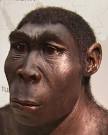Model of Homo erectus from