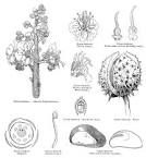Angiosperm families - <b>Hippocastanaceae</b> DC.