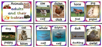 Image result for baby animals and names