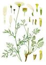 File:<b>Tanacetum cinerariifolium</b> - Köhler–s Medizinal-Pflanzen-269