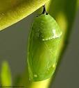 monarch butterfly chrysalis | Spinning Glass Studio