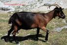 3177 Capra aegagrus Bovidae  ...