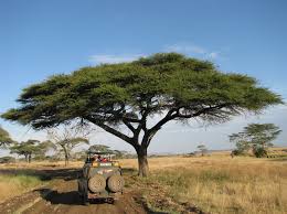 Book an African Safari