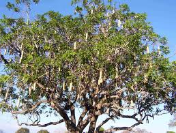 Sausage Tree