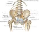 Ramos del <b>plexo lumbosacro</b>