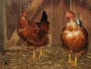 365 Things That I Love About France: CHAPON or Capon