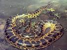 The Beauty Of Anaconda Snake