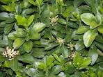 Buxaceae <b>Pachysandra</b>