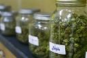 Drug club: Spain's alternative cannabis economy | Red Pepper