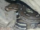 Angolan Python: WhoZoo