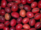 <b>Canavalia</b> nitida displays a