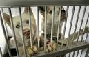 Hidden victims of mortgage crisis: Pets - Business - Real estate ...