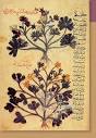 ISMI-