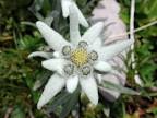 edelweiss « LA MELLONG
