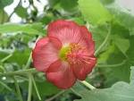 fam-<b>Malvaceae</b> - stat