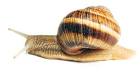 schnecke pronunciation