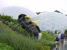 Pollination. Robert Bradford's giant bee at the Eden Project. - via Daymix