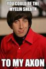 you could be the myelin sheath