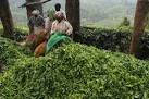 Kerala planters association seeks ban on tea, rubber, cardamom.