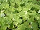 Potted Plants - Companion Plants - Pelargonium sp.