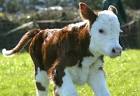 http://www.tractorland.co.uk/media/Image/ImageGallery/1/calf.jpg