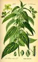 nettles