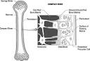 National Institutes of Health Cells 1/