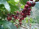 Welcome In Mr.Helper: Coffee Plants