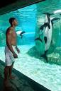 Life of Commerson's Dolphin | Life of Sea