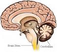 NARCOLEPSY - Health - Beliefnet.