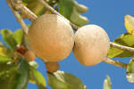 File:ARS- <b>Pouteria</b> sapota.jpg