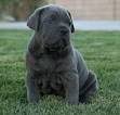 Our Cane CORSO Males - - Red Rock Canyon Cane CORSO