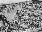 Typhus