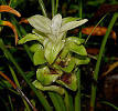 220px-Curcuma_longa_(Haldi)_W_ ...