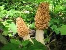 Northern Country Morels-Morel Mushrooms &amp; Mushroom Hunting