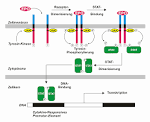 File:JAK-STAT-Signaltransduktion nach EPO-Bindung.png - Wikipedia ...