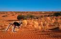 Outback movie