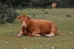 Ecards | Brown Cow