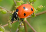 File:Lady-beetle-close-up.jpg - Wikimedia Commons