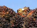 Palm Oil - A Very Slippery Slope | Ian Somerhalder Foundation